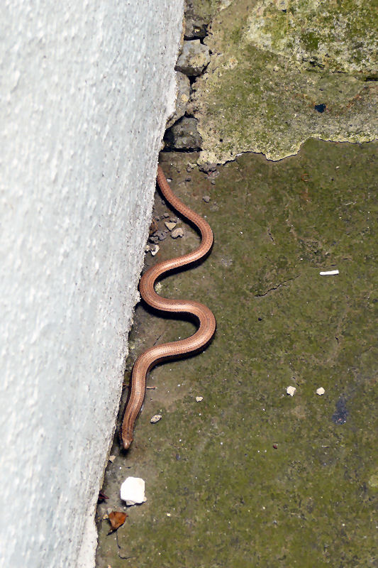 P1020711 Slowworm on concrete